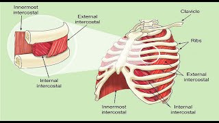 Intercostal Muscle Strain [upl. by Ahseyn]