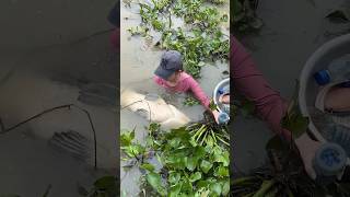 Amazing Fish Trapping Skills For Giant Fish [upl. by Attenwahs]