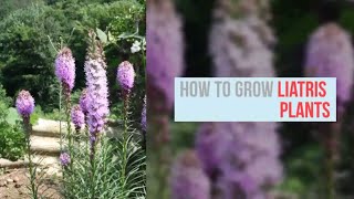 Liatris Growing Guide Blazing Star by GardenersHQ [upl. by Suolekcin]