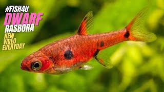 quotDwarf Rasbora Unveiled Tiny Gems from Southeast Asian Peat Swamps  FISH4U quot [upl. by Asli]