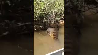 giant anaconda on the Amazon River anaconda animals shorts [upl. by Dranrev917]