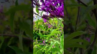 Ironweed end of summer plant pollinators nativeplants flowers shorts [upl. by Aynnat]