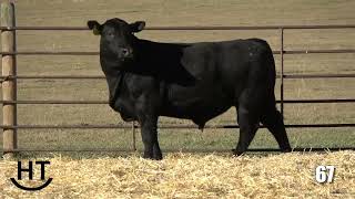 Hollow Top Angus Lot 67 [upl. by Folly]