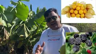 Organic farming Gooseberry amp Raspberry plant  panchgani tent house amp Hollywood palace drvijaydighe [upl. by Blanding]