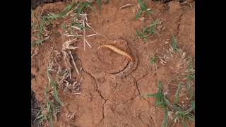 African Trapdoor Spider spider [upl. by Patten]