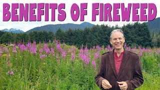 9 Amazing benefits of FIREWEED TEA aka Rosebay willowherb amp Ivan chai [upl. by Eiryt]