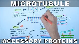 Accessory Proteins of Microtubule Cytoskeleton System [upl. by Hazlett]