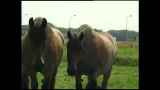 Belgian Draft Horses breeding farm dElewijt of the De Greeff family [upl. by Aix510]