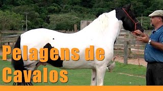 Identificando as Pelagens dos Cavalos Pelagens Conjugadas [upl. by Sarid]