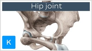 Hip joint  Bones ligaments blood supply and innervation  Anatomy  Kenhub [upl. by Rakabuba]