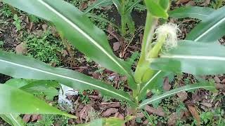 Review Ladang Jagung 2 Bulan [upl. by Cyrilla662]