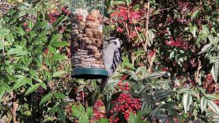 Watch a Downy Woodpecker nature [upl. by Aloek645]