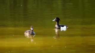 Two Tufted Ducks Aythya fuligula ♂♀  Zwei Reiherenten [upl. by Grete]