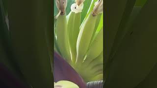 Baby banana pisang awak fruit plants [upl. by Ellebyam133]