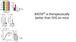 B4ST6FC Glycosyltransferase engineered antibody has better therapeutic results on mice Code 692 [upl. by Chemar837]