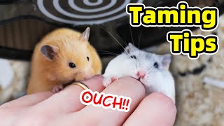 How to Tame Hamster and Minimise Biting [upl. by Dorkus75]