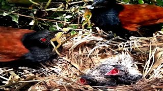 Greater coucal Baby birds happy to see mother find frogs to eat [upl. by Nehemiah103]