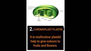 What is Plastids shorts science class9th viral [upl. by Ened678]