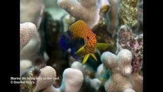 Hawaii Reef Fish Whitelist Species [upl. by Mosi]