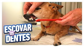 DICAS INFALÍVEIS PARA ESCOVAR DENTES DE PETS [upl. by Flin]