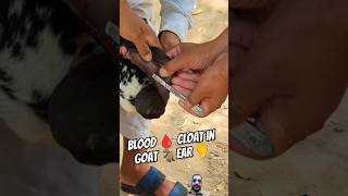 Blood 🩸 Gloat In Goat 🐐 Ear 👂rooftop goat goatfarming veterinary Petvetcom11 [upl. by Jehias]