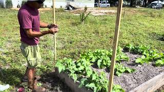 Make trellis for my beans [upl. by Phelps891]