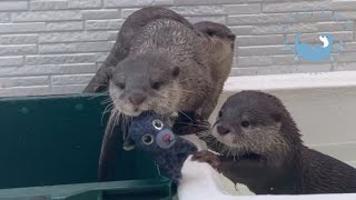 Child Otter Throws Stuffed Animals Around [upl. by Buckley]