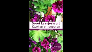 Stadstuinieren  Groot Kaasjeskruid kweken en oogsten moestuin bloemen [upl. by Oivat649]