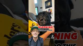 AGGRESSIVE Cane Corso Attacks Owner shorts canecorso dogtraining dog [upl. by Refinnaej]