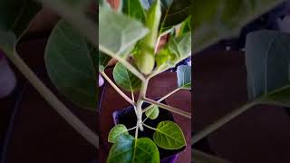 Growing Datura Stramonium [upl. by Sibel]