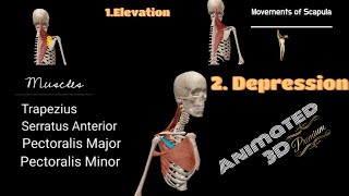 Scapula Movements with Muscles [upl. by Uchida]