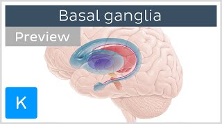 Basal ganglia Pathways and functions preview  Human Neuroanatomy  Kenhub [upl. by Tamanaha]