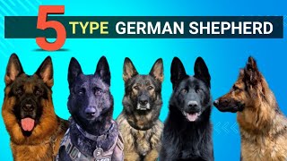 Different Types Of German ShepherdsWhich Is Right For You​⁠PetCodegermanshepherd [upl. by Anav]