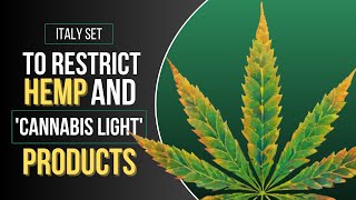 Italy plans to restrict nascent cannabis light industry [upl. by Madelon]