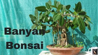 Banyan Bonsai Tree Making for Beginners Grow Aerial Roots [upl. by Hardie]