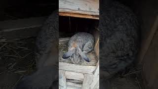 O Viață La Tara Cu Ștefan lonutMama lepuroica ziua 10 2024 🐇🐇🐇🐇🐇 [upl. by Herb]