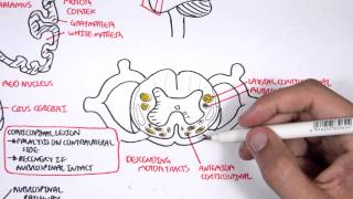 Neurology  Motor Pathways [upl. by Scharff298]