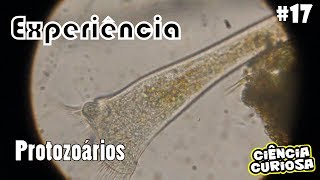 Experimento Microscopia Protozoários [upl. by Corly]