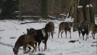 Mufflon im WildgehegeEssen im Heissiwald [upl. by Dnomsed]