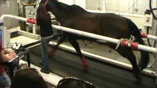 Horse running on a treadmill [upl. by Abagail]