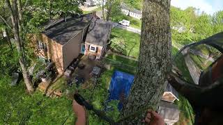 cut down and hauled away two silver maple trees in back yard [upl. by Bonnice]