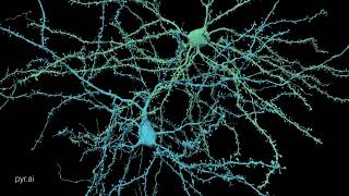 Pyramidal neurons [upl. by Arriaes816]