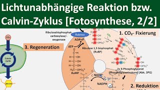 Lichtunabhängige Reaktion  CalvinZyklus  Dunkelreaktion Fotosynthese 22 BiologieOberstufe [upl. by Attenrad256]