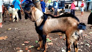 JRABANG SUPER HARGA MURAH PASAR KAMBING JETIS PONOROGO [upl. by Dranyar205]