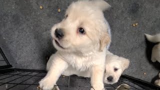 Cream Golden Retriever puppies [upl. by Gillette955]