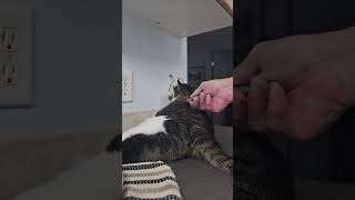 Siri love catdaddy grooming beautiful kittylovers [upl. by Haswell216]