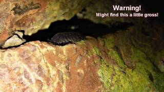 Funny Woodlouse Eating Oniscus asellus [upl. by Anilok382]