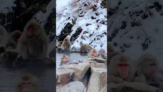 Snow Monkey Park in Japan snowmonkey winter japan [upl. by Urson]