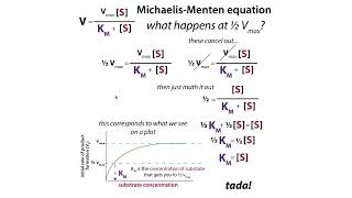 Enzyme kinetics fundamentals amp terms Km kcat specificity constantcatalytic efficiency activity [upl. by Acinad]