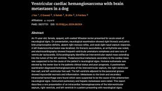 Ventricular cardiac hemangiosarcoma with brain metastases in a dog [upl. by Ahsenwahs]